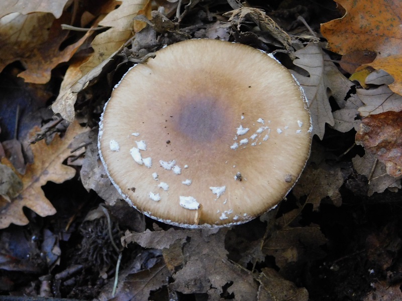 14 Fotogr.il 18.12.2021 sotto Leccio